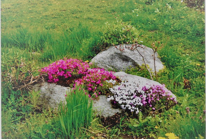 今後の予定などの画像