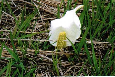 今後の予定、課題の画像1