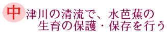 中津川の清流で、水芭蕉の生育の保護・保存を行うの画像