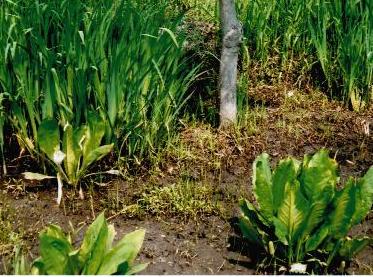 今後の予定、課題の画像