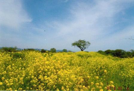 結成までの経緯の画像1