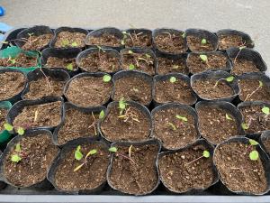 ハマヒルガオ、ハマナス、ハマエンドウの入ったポット