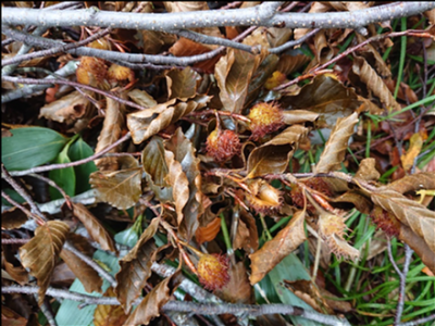 ブナの実